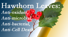 OrthoIllinois Chiropractic presents new research regarding the flavonoids of the hawthorn tree leaves’ extract that are antioxidant, antibacterial, antimicrobial and anti-cell death. 