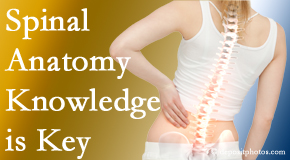 OrthoIllinois Chiropractic understands spinal anatomy well – a benefit to everyday chiropractic practice!