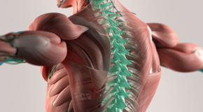 McHenry thoracic spine